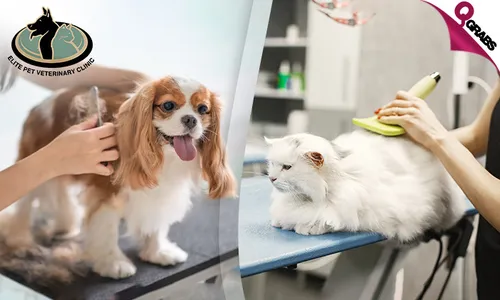 Pet Grooming for Cats & Dogs at Elite Pet Veterinary!